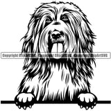 Peeking Bearded Collie Animal Dog Pedigree Head Doggy Purebred Breed K9 Clipart SVG