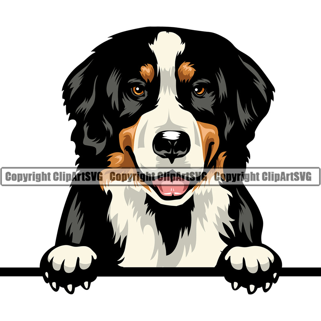 Peeking Bernese Mountain Dog Animal Pup Pedigree Color Head Doggy Purebred Breed Clipart SVG