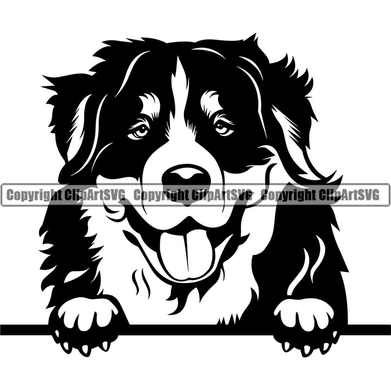 Peeking Bernese Mountain Animal Dog Pup Pedigree Head Doggy Purebred Breed Canine Clipart SVG