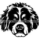 Bernese Mountain Dog Head Animal Pup Pedigree Head Doggy Purebred Breed Canine Clipart SVG