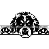 Bernese Mountain Peeking Dog Head Animal Pup Pedigree Head Doggy Purebred Breed Clipart SVG