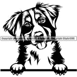 Bernese Mountain Peeking Dog Animal Pup Pedigree Head Doggy Purebred Breed K9 Clipart SVG