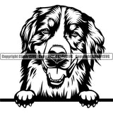 Peeking Bernese Mountain  Dog Animal Pup Pedigree Head Purebred Breed Doggy K9 Clipart SVG