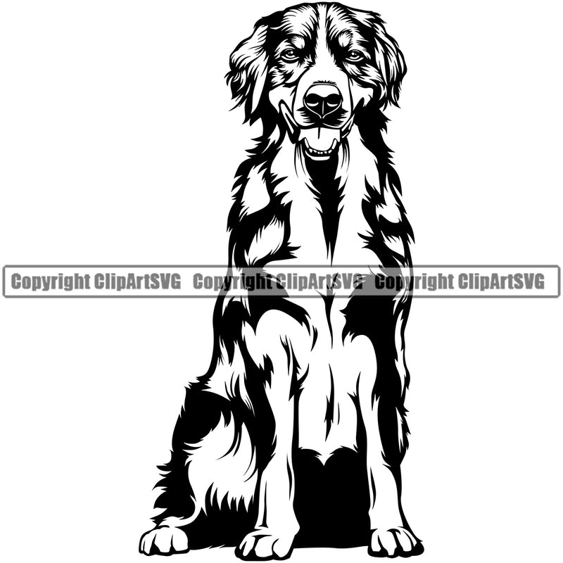 Sitting Bernese Mountain Dog Head Doggy Purebred Breed Dog Animal Pup Pedigree Clipart SVG