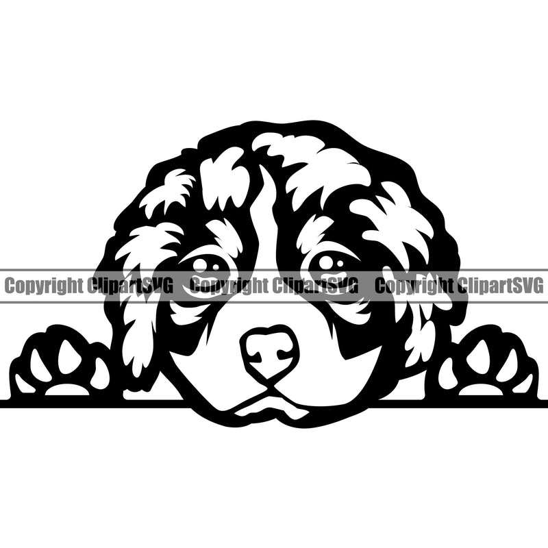 Peeking Bernese Mountain Head Doggy Purebred Breed Dog Animal Pup Pedigree K9 Clipart SVG