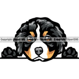 Peeking Bernese Mountain Dog Animal Pup Pedigree Color Head Doggy Purebred Breed Clipart SVG