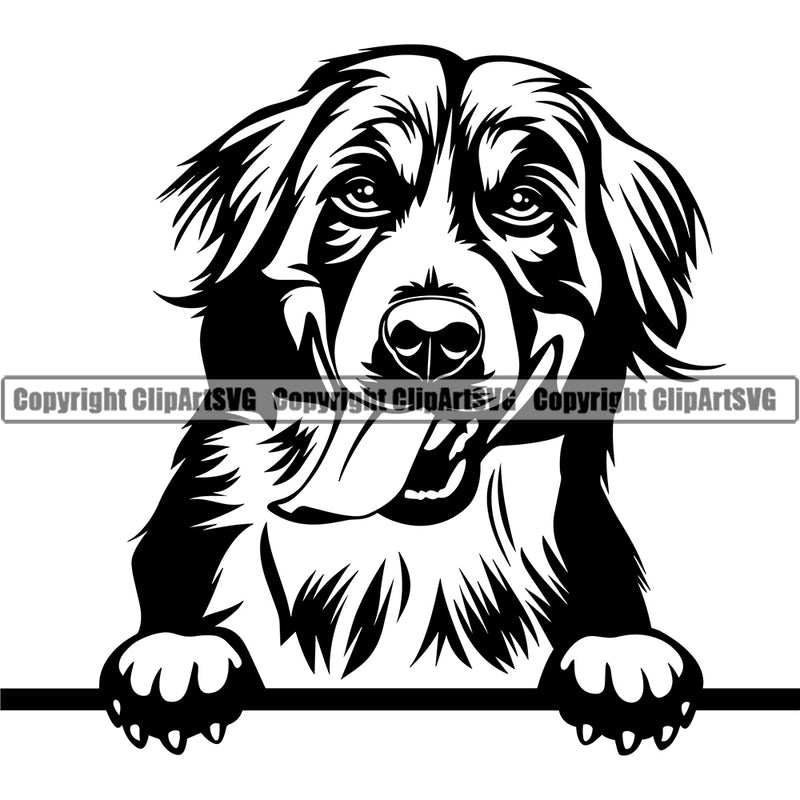 Bernese Mountain Dog Head Peeking Looking Pedigree Doggy Purebred Dog Animal Canine Clipart SVG