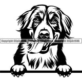 Bernese Mountain Dog Head Peeking Looking Pedigree Doggy Purebred Dog Animal Canine Clipart SVG