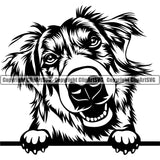 Bernese Mountain Peeking Looking Animal Pup Pedigree Head Doggy Purebred Breed Clipart SVG