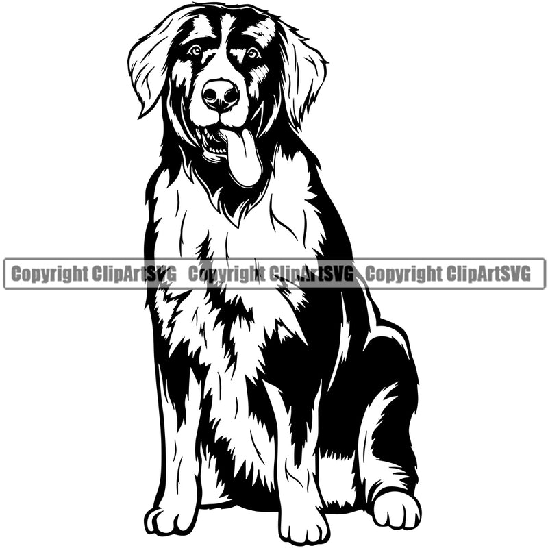 Bernese Mountain Dog Sitting Pedigree Head Purebred Breed Animal Doggy Clipart SVG