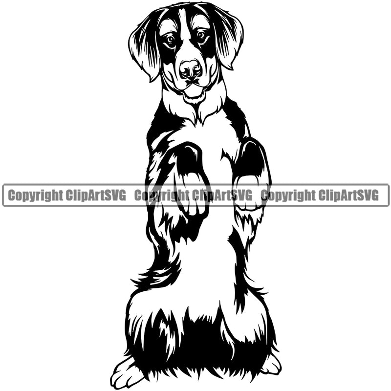 Bernese Mountain Begging Animal Dog Doggy Purebred Breed  Pup Pedigree Head Canine Clipart SVG