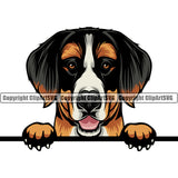Bernese Mountain Color Peeking Dog Animal Pup Pedigree Doggy Purebred Breed Head Clipart SVG
