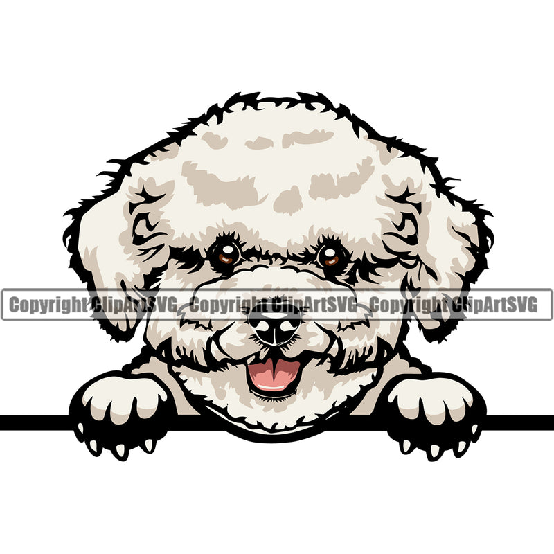 Bichon Frise Peeking Cute Dog Animal Face Pedigree Head Doggy Purebred Breed Clipart SVG