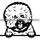 Bichon Frise Dog Face Peeking Breed Pedigree Head Doggy Purebred Clipart SVG