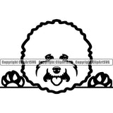 Bichon Frise Peeking Cute Animal Dog  Pup Head Doggy Purebred Breed Pedigree Clipart SVG