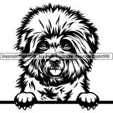 Cute Face Bichon Frise Peeking Dog Breed Pedigree Head Doggy Purebred K9 Clipart SVG