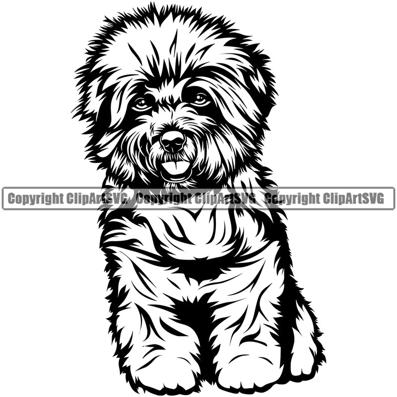 Bichon Frise  Sitting Cute Dog Animal Face Doggy Breed Purebred Puppy Pup Clipart SVG