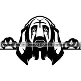 Peeking Bloodhound Dog Animal Pup Pedigree Head Doggy Purebred Breed Clipart SVG