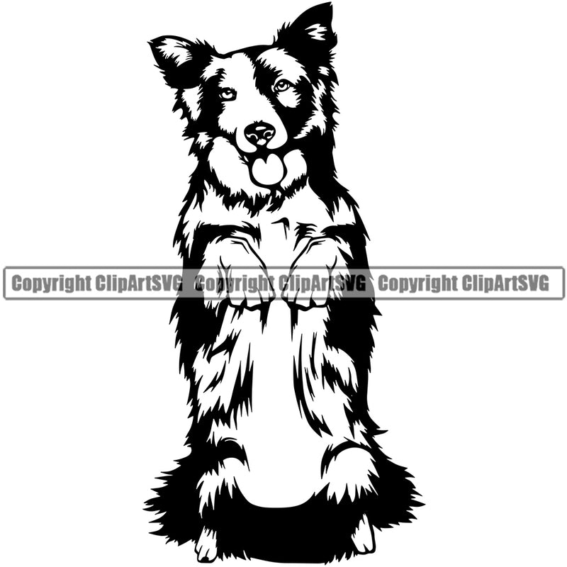 Border Collie Dog Begging Face Pup Pedigree Head Doggy Purebred Breed Clipart SVG