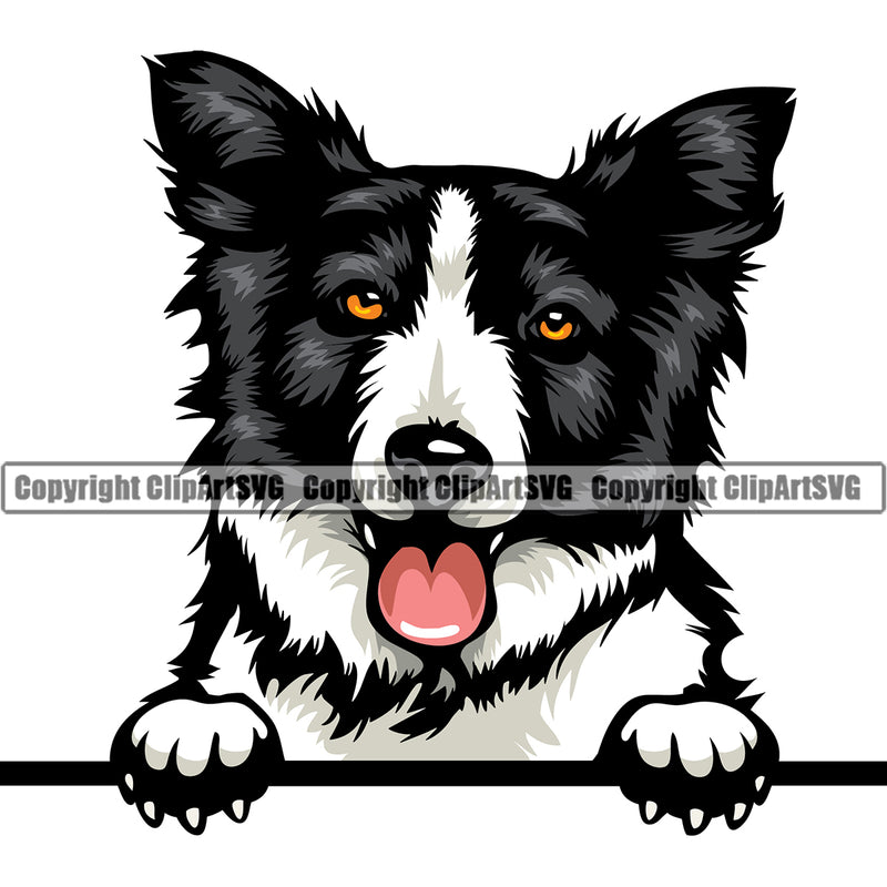 Border Collie Peeking Dog Animal Pup Pedigree Head Doggy Puppy Purebred Breed Clipart SVG