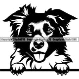 Peeking Face Border Collie Dog Animal Pup Pedigree Head Doggy Purebred Breed Clipart SVG