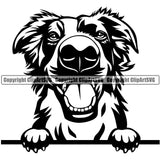 Border Collie Peeking Color Breed Dog Animal Pup Pedigree Head Purebred Doggy Clipart SVG