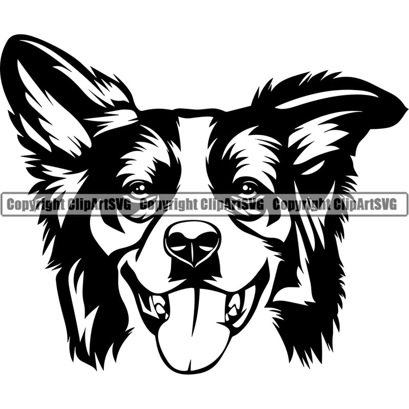 Head Of Border Collie Dog Animal Pup Pedigree Head Doggy Purebred Breed Canine Clipart SVG