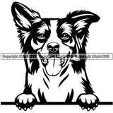 Border Collie Dog Peeking Pedigree Head Doggy Breed Animal Purebred Clipart SVG