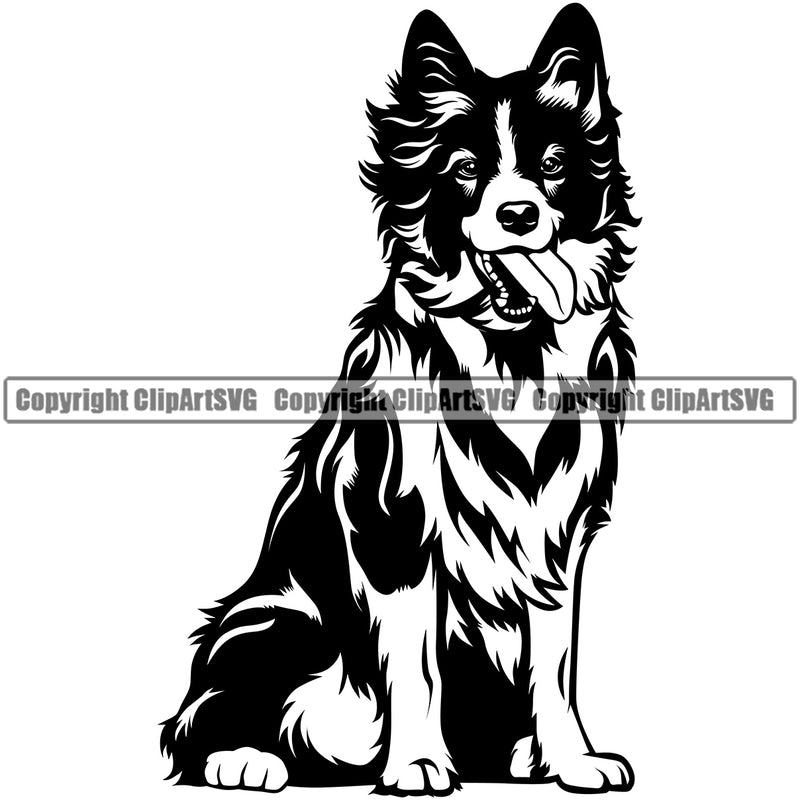 Sitting Border Collie Dog Animal Body Pup Pedigree Head Doggy Purebred Breed Clipart SVG