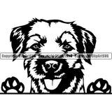 Peeking Border Terrier Dog Pedigree Head Doggy Purebred Breed Cute Face Clipart SVG