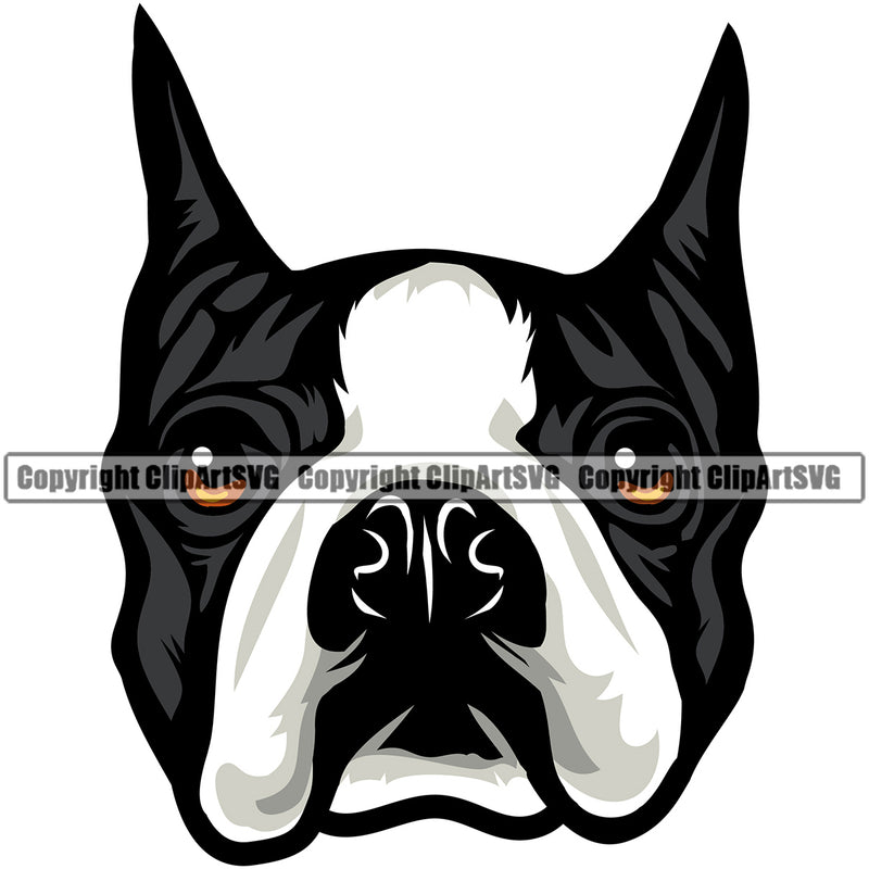 Boston Terrier Head Color Breed Dog Pedigree Head Doggy Purebred Canine Clipart SVG