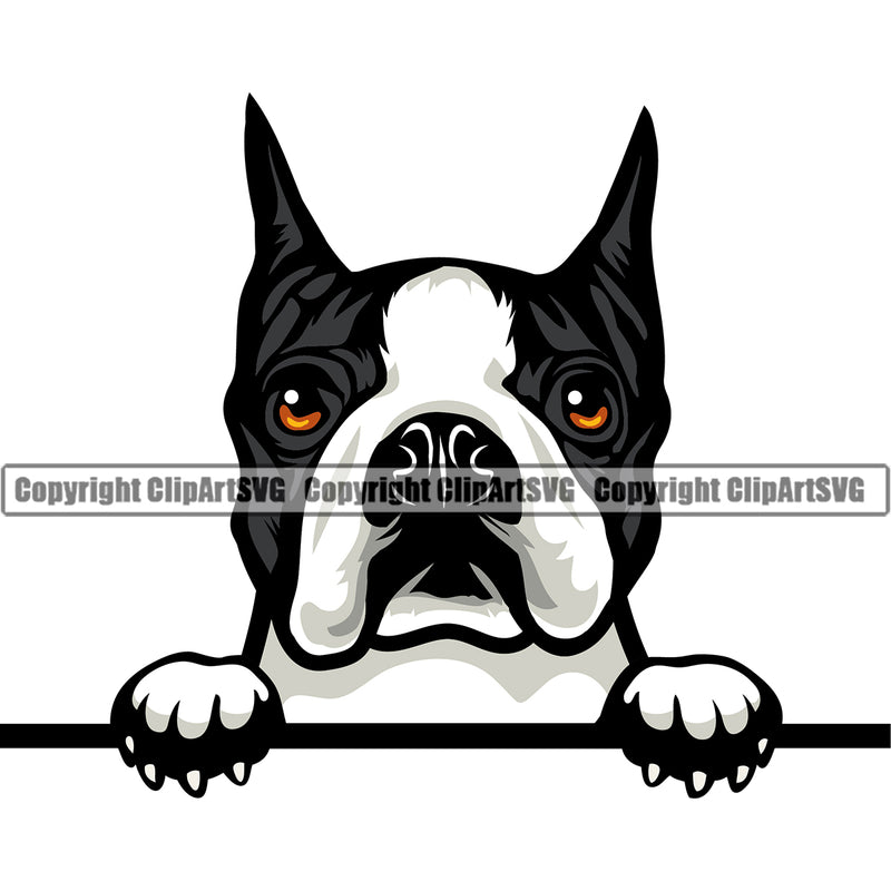 Boston Terrier Color Head Peeking Breed Dog Pup Pedigree Head Doggy Purebred Clipart SVG