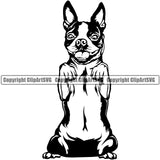 Begging Boston Terrier Breed Dog Pedigree Head Doggy Purebred Animal K9 Vector Clipart SVG