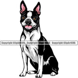 Boston Terrier Sitting Color Dog Animal Breed Pedigree Doggy Purebred Head Canine Vector Clipart SVG