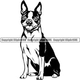 Boston Terrier Sitting Black Color Body Breed Dog Animal Pup Pedigree Head Doggy Purebred Clipart SVG