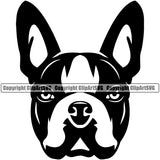 Black Color Boston Terrier Head Pedigree Doggy Purebred Breed Dog Vector Clipart SVG