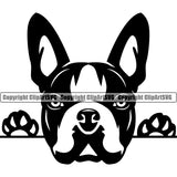 Boston Terrier Peeking Black Color Head Breed Dog Pedigree Doggy Purebred Head Canine Clipart SVG