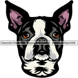 Boston Terrier Breed Dog Head Color Pup Pedigree Puppy Doggy Purebred Breed Canine Vector Clipart SVG