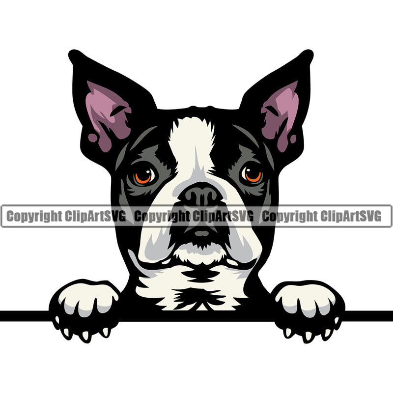 Boston Terrier Breed Dog Peeking Color Head Design Pedigree Head Doggy Purebred Cute Face Vector Clipart SVG