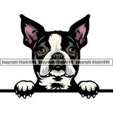 Boston Terrier Breed Dog Peeking Color Head Design Pedigree Head Doggy Purebred Cute Face Vector Clipart SVG