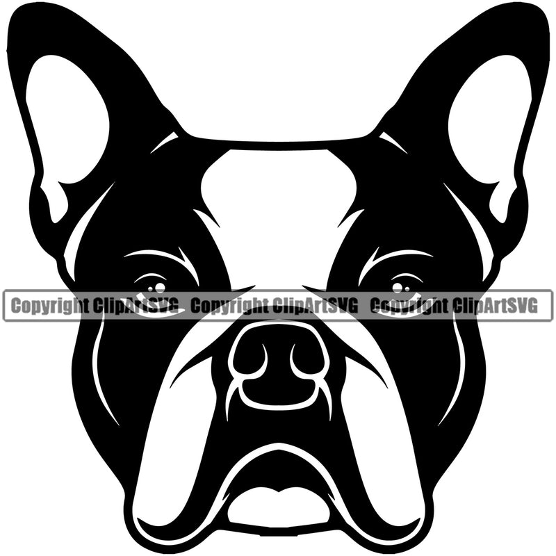 Boston Terrier Breed Dog Head Vector Cute Face Pup Pedigree Head Doggy Purebred K9 Design Element Clipart SVG