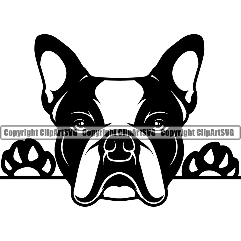 Boston Terrier Peeking Cute Dog Animal Face Design Pedigree Head Doggy Purebred Breed Canine Vector Clipart SVG