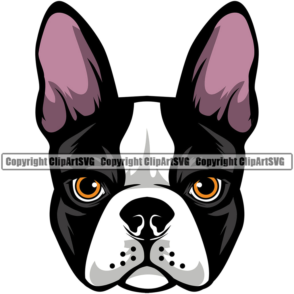 Head Color Animal Dog Boston Terrier Portrait Doggy Face Cute Pup Pedigree Breed Clipart SVG