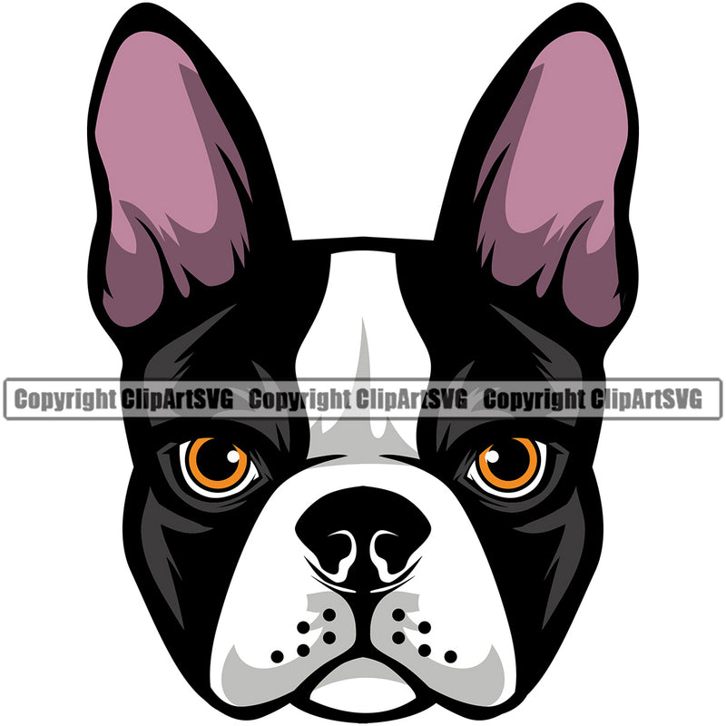 Head Color Animal Dog Boston Terrier Portrait Doggy Face Cute Pup Pedigree Breed Clipart SVG
