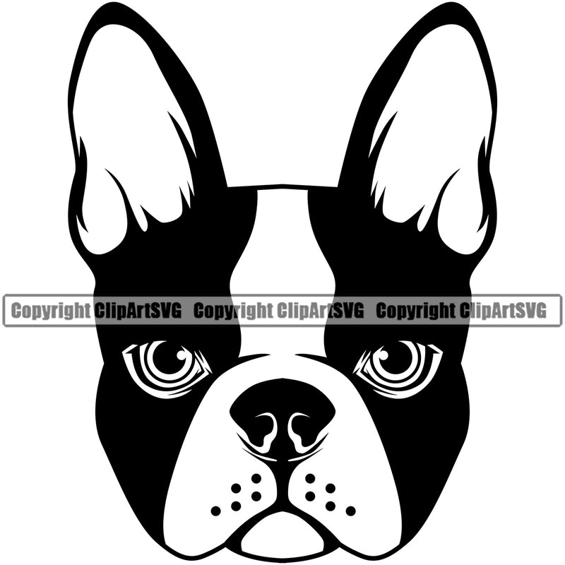 Boston Terrier Dog Head Animal Canine K-9 K9 Animal Portrait Doggy Face Cute Clipart SVG