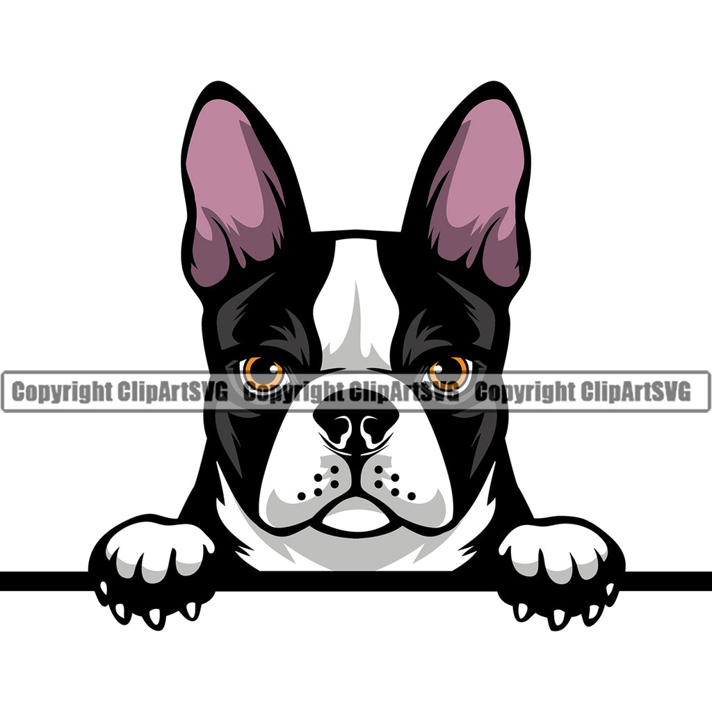Boston terrier pedigree 2025