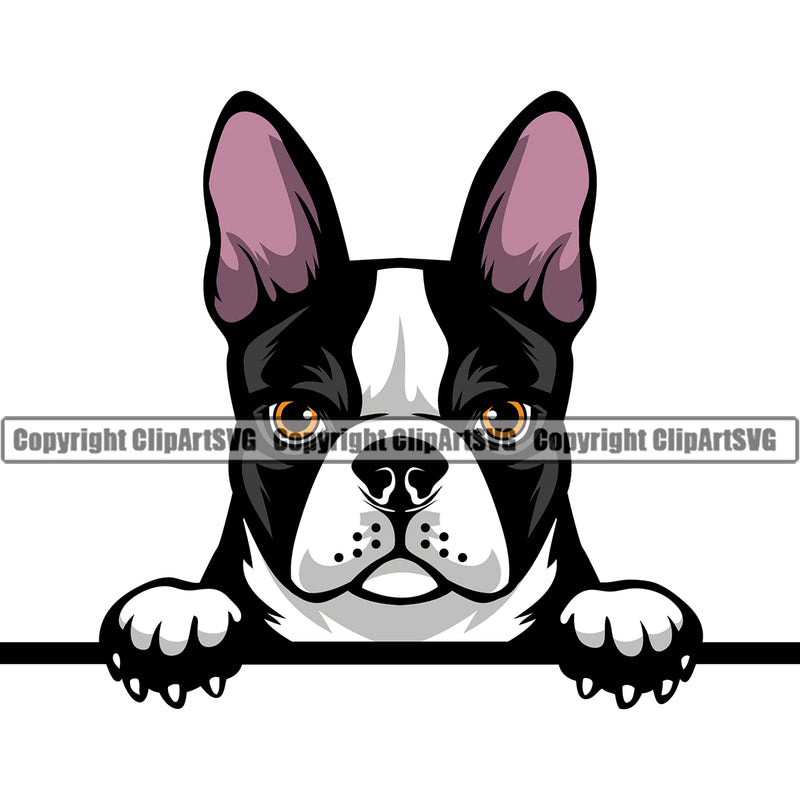 Color Boston Terrier Dog Head Animal Portrait Doggy Face Cute Pup Pedigree Breed