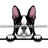 Color Boston Terrier Dog Head Animal Portrait Doggy Face Cute Pup Pedigree Breed