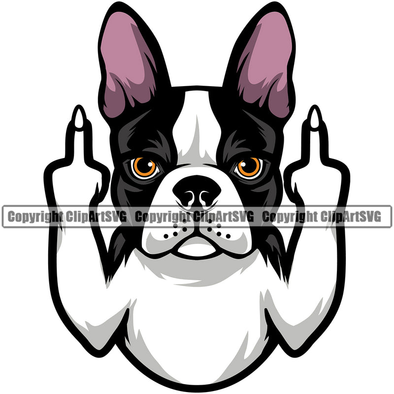 Middle Finger Color Boston Terrier Animal Doggy Face Cute Pedigree Breed Vector Clipart SVG
