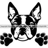 Boston Terrier Peeking Animal Dog Vector Pedigree Head Doggy Purebred Breed Dog Canine Clipart Design SVG